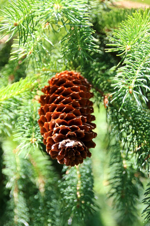 Forest tree fir green