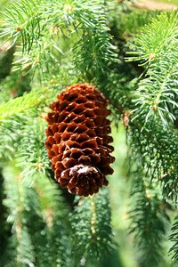 Forest tree fir green photo