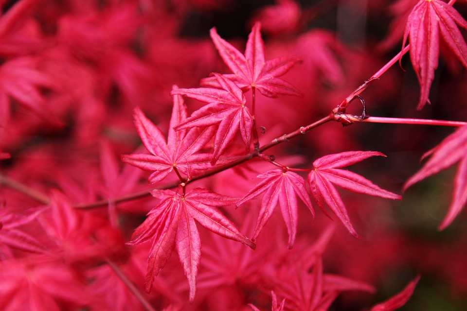 Colorful fall japanese