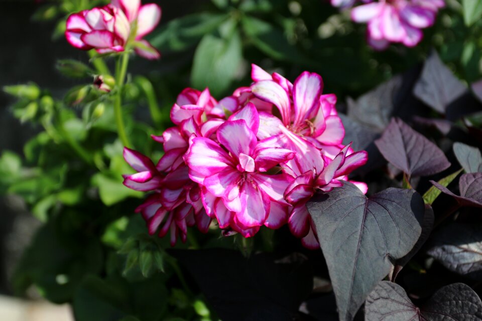 Garden plant summer red flower