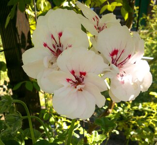 Geranium garden flowers