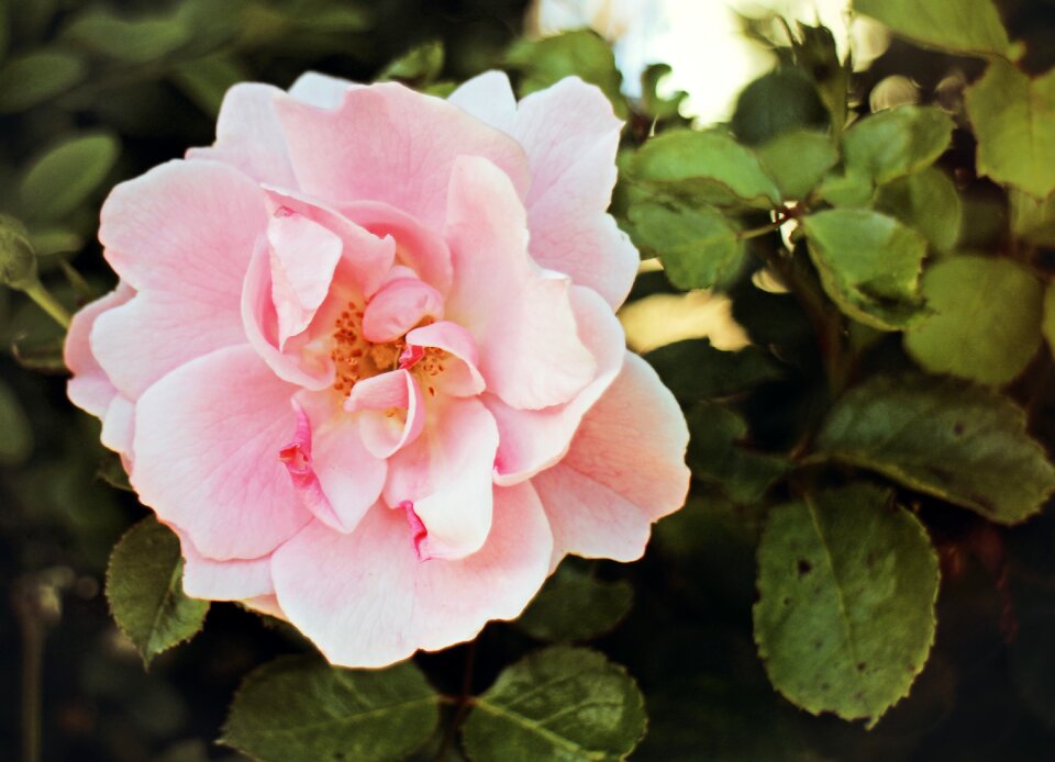 Color dusky pink romantic