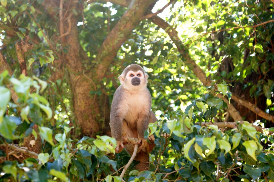 Tree monkeys animals