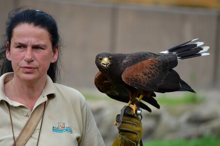 Falkner birds of prey show bird of prey