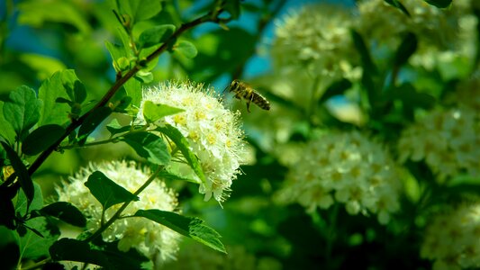 Insects pollen honey