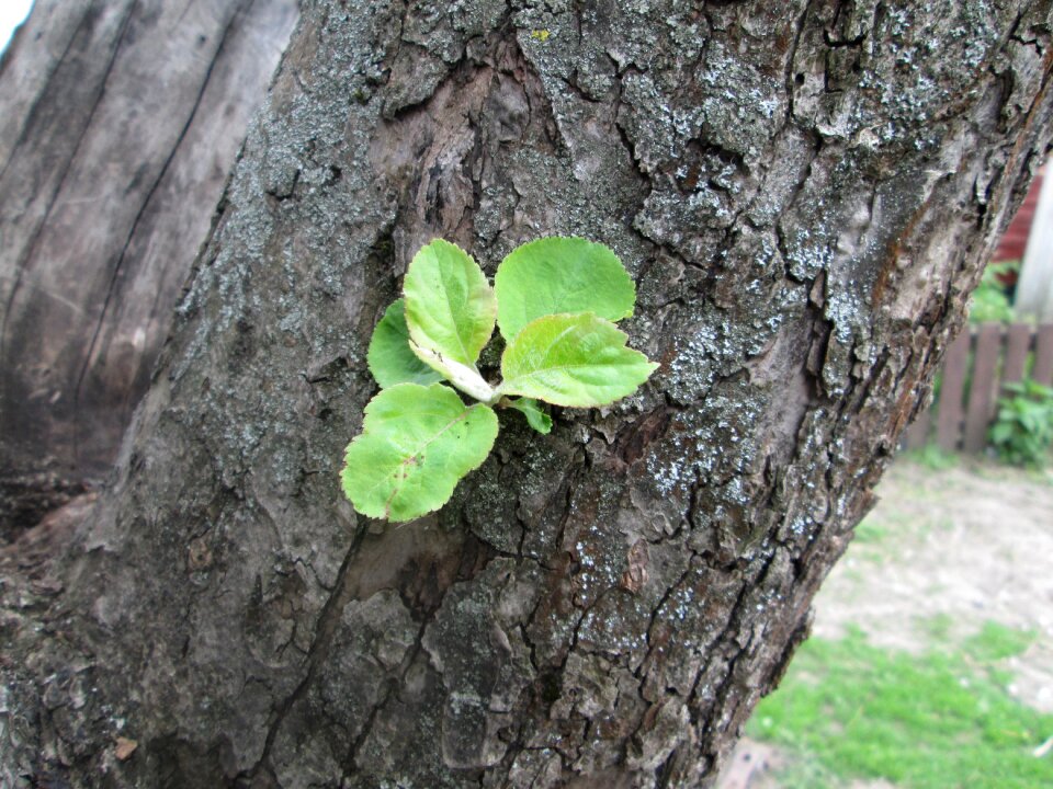 Rostock the old tree apple tree