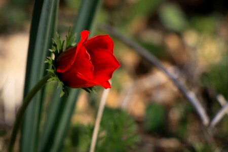 Love poppy red