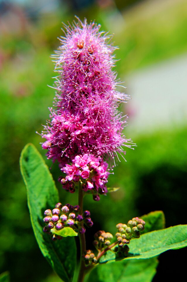 Flowers purple filigree photo