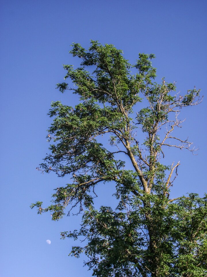 Tree sky beams flora