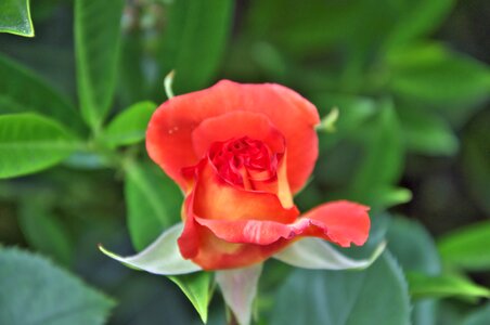 Rose red flower photo