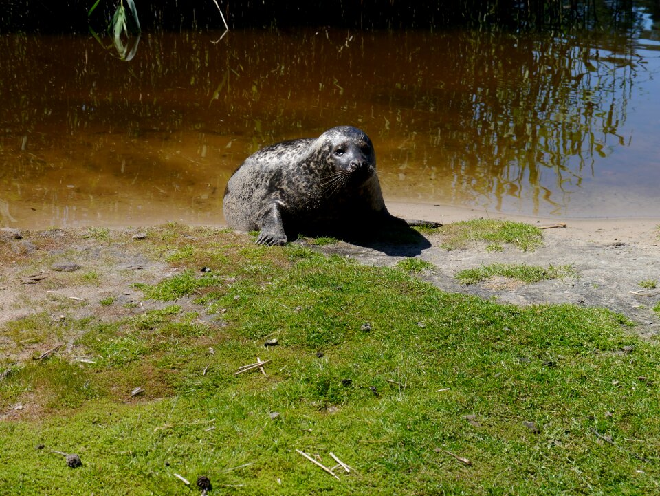 Sea lion lake water