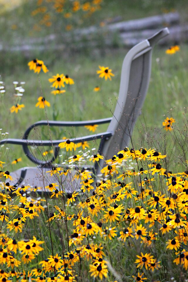 Chair nature