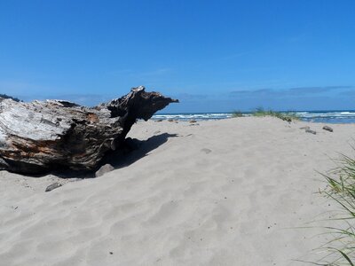 Sand log shore photo