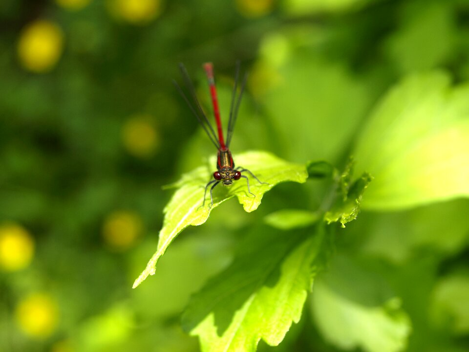 Flight insect wing nature