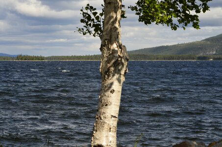 Birch water arjeplog
