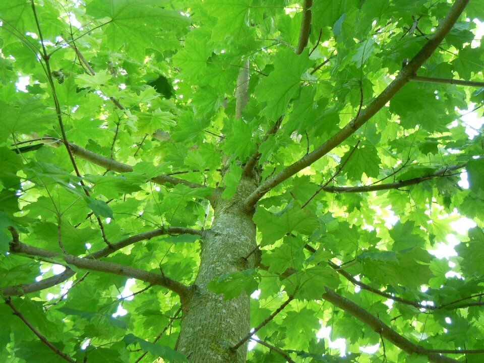 Tree nature bright