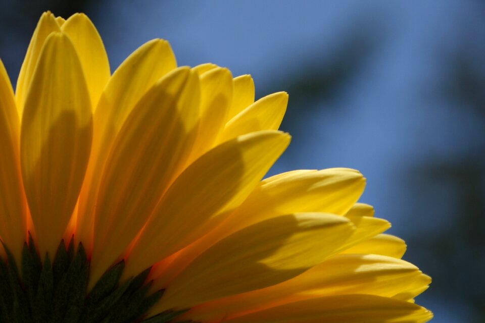 Flower spring plant