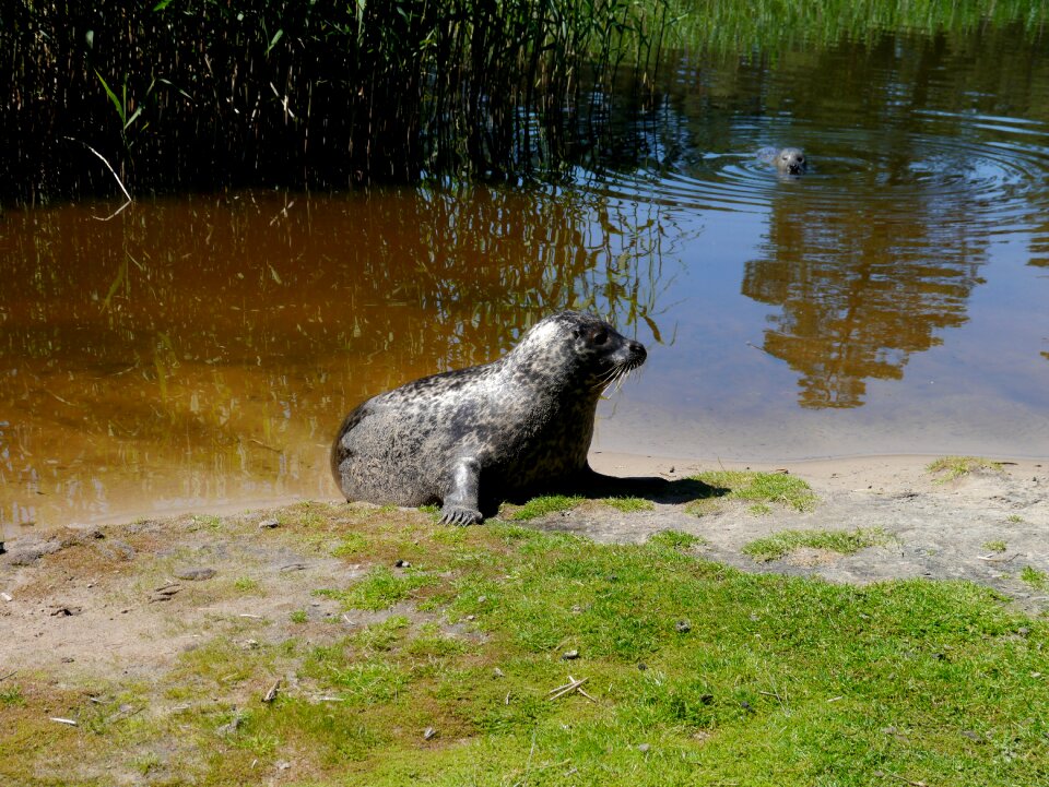 Sea lion lake water