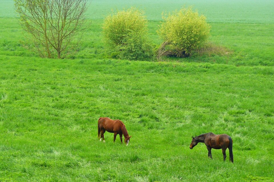 Animal riding horses pasture