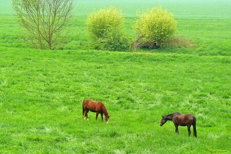 Animal riding horses pasture photo