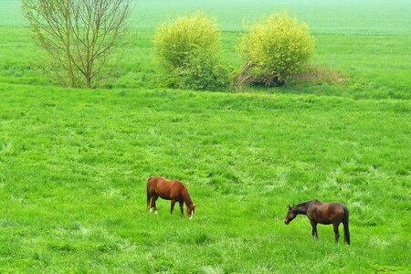 Animal riding horses pasture