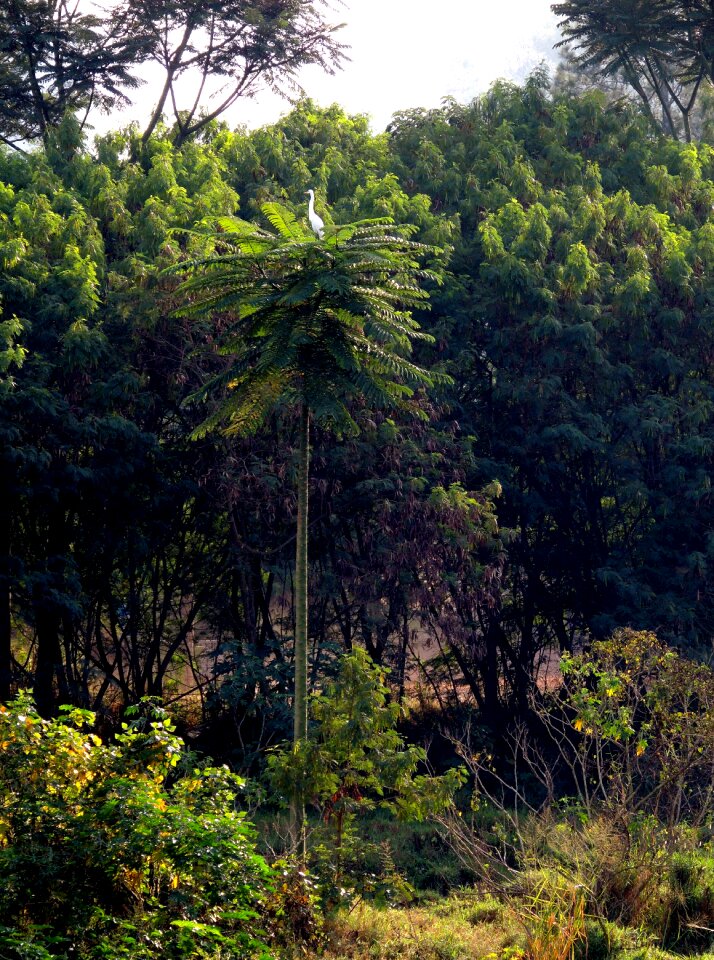 Tropical birds encyclopedia environment