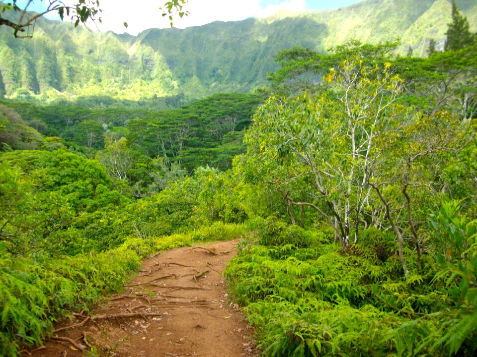 Pathway trail hike