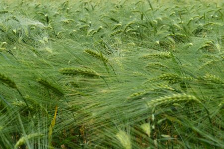Country grain republic green