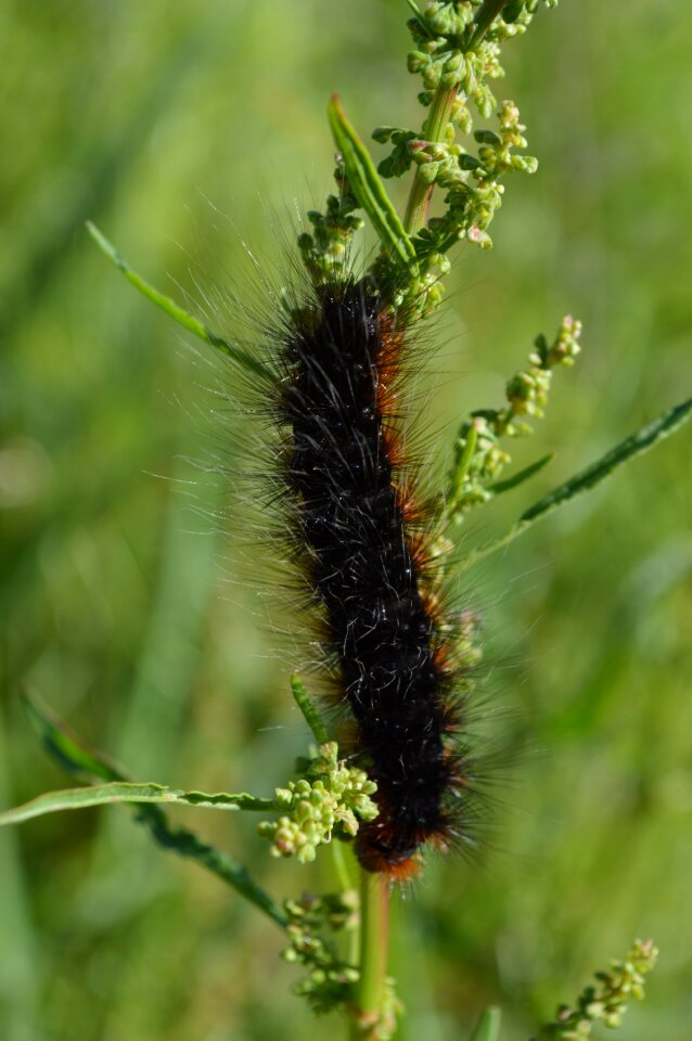 Bug nature reserve nature