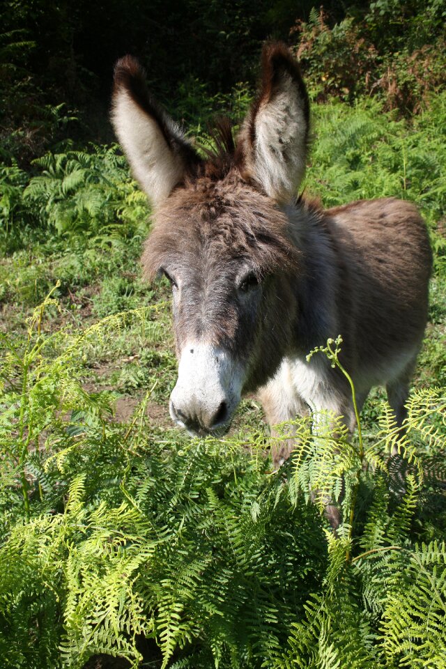 Head ears young