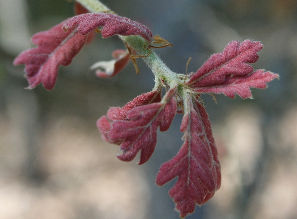 Botanical organic botany