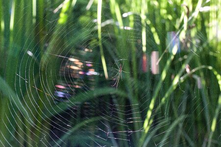 Cobweb web spider araneae