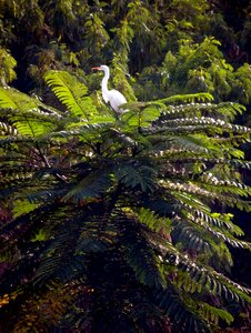 Tropical birds encyclopedia environment