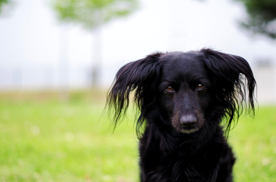 Dog animal portrait cute