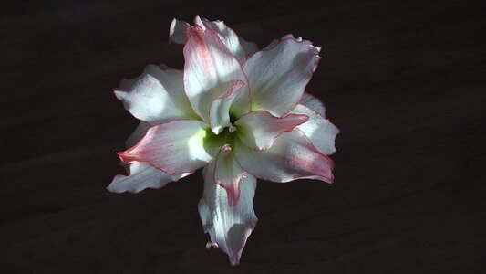 Bloom white flower photo