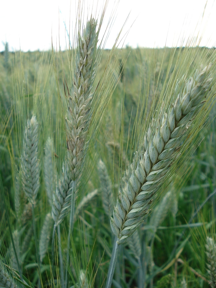 Bread nature nutrition