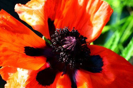 Papaver orientale poppy flower