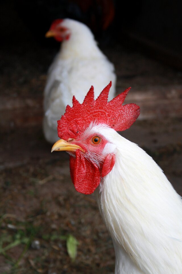 Chickens gockel cockscomb