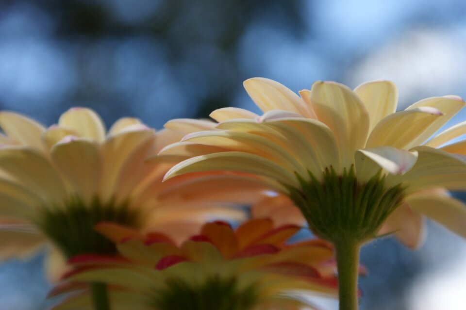 Flower spring plant