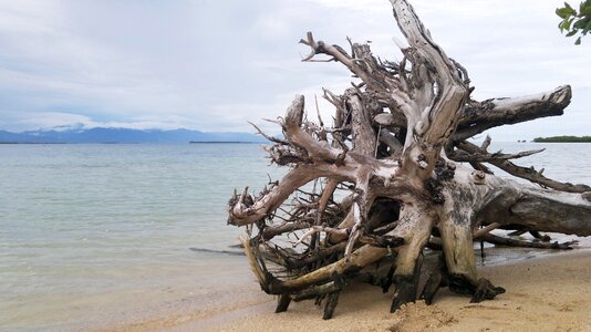 Trunk sea ocean