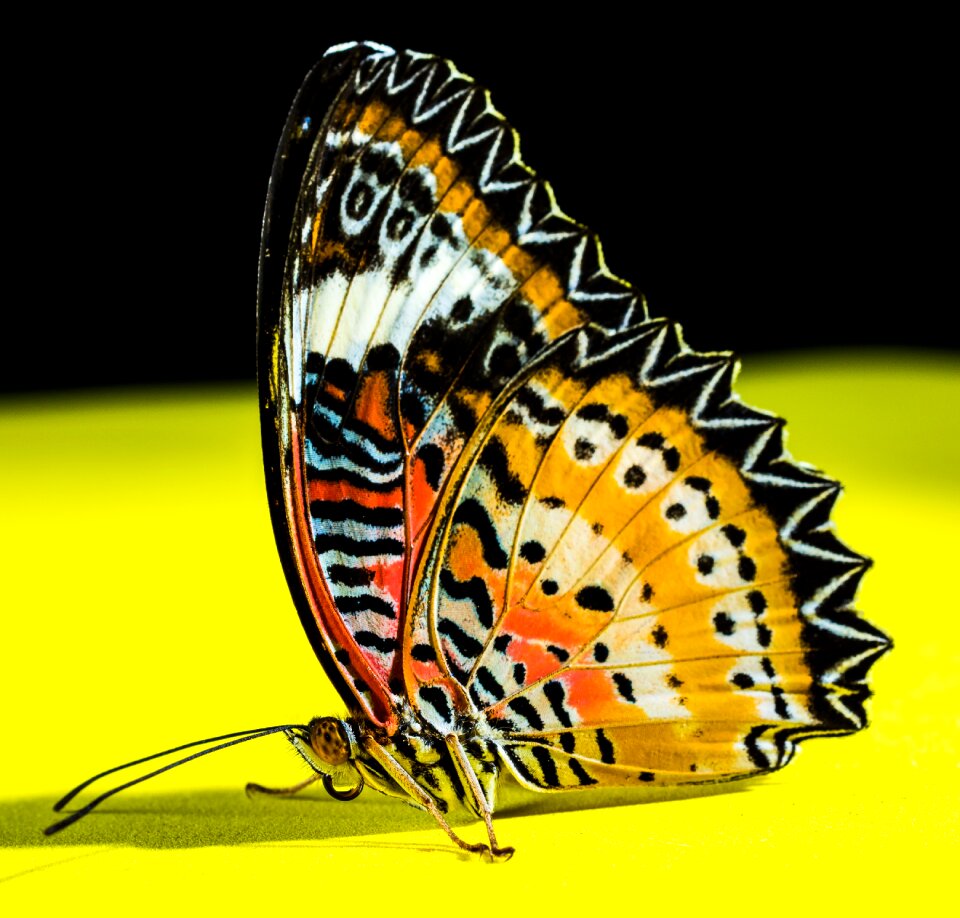 Butterfly insect Free photos