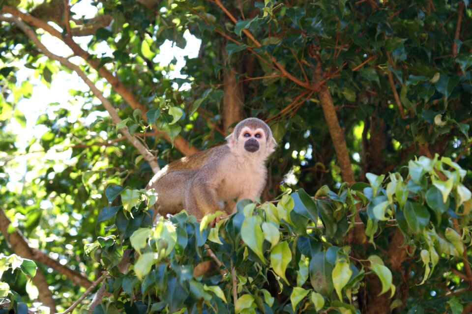 Tree monkeys animals