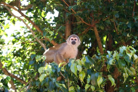 Tree monkeys animals