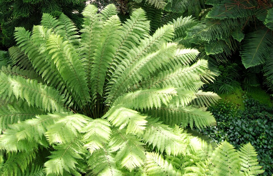 Radiating botanical bracken