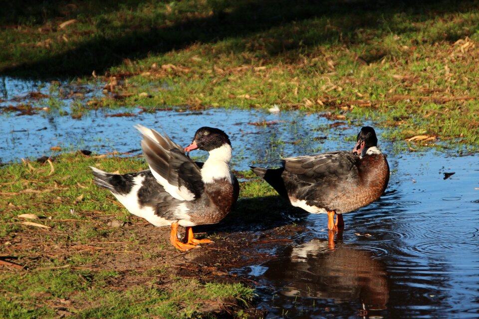 Ducks countryside