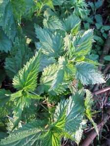 Greens plant stinging nettle