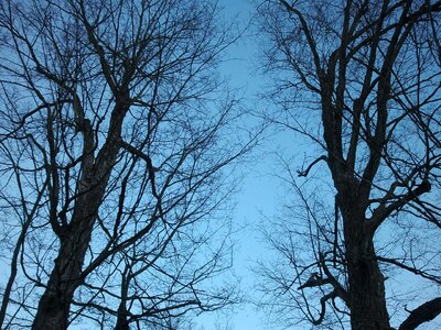 Blue sky branch