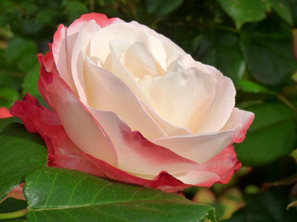 Blossom bloom nature