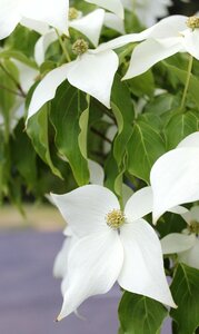 White blossoms white blossoms photo