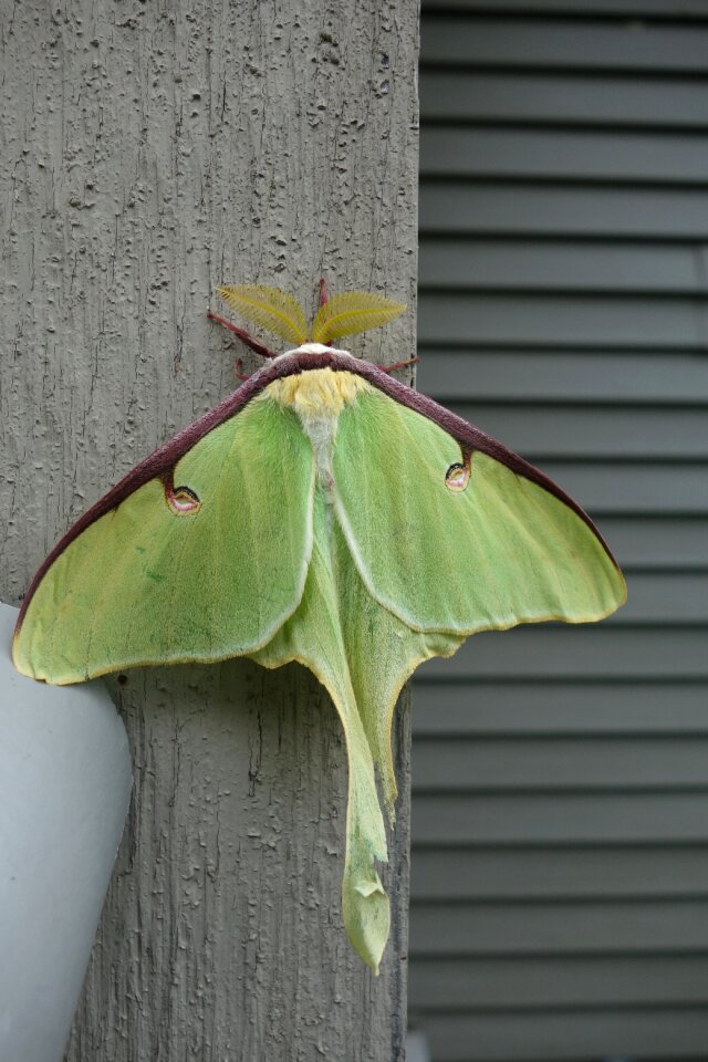 Actias luna antenna